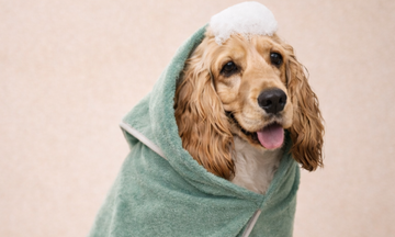 Sådan vasker du din hund derhjemme