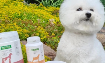 Hundeøjne der løber – årsager, løsninger og hvad du kan gøre