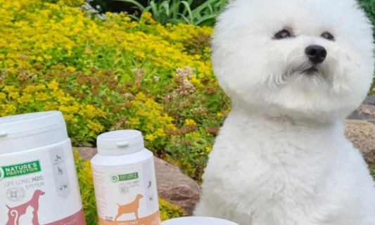 Hundeøjne der løber – årsager, løsninger og hvad du kan gøre