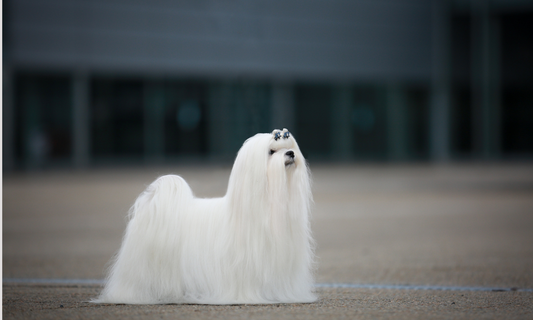 Hvorfor en blower er et must i grooming-rutinen