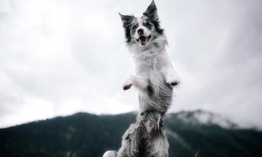 Vælger du bare hundefoder – eller vælger du det rigtige til din hund?