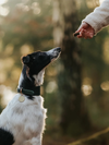 Essential Foods Sensations Hundegodbidder med Kanin & Rosmarin