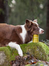 Essential Foods Contour Paté - Skåne Vådfoder til hunde med overvægt med and & kylling 400 g