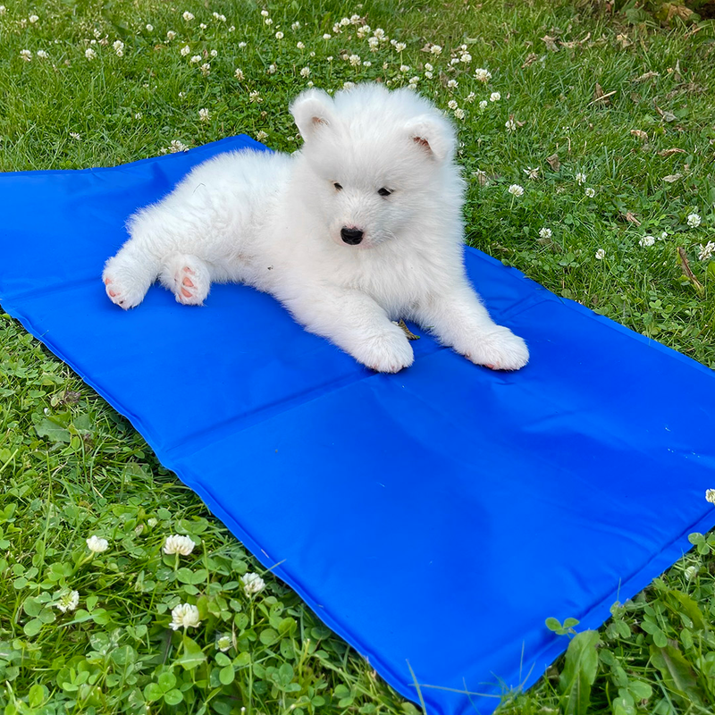 CBK Kølemåtte mellem 50x65cm