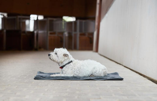 CATAGO Quick Dry Multifunktionelt Tæppe 80 x 100 cm